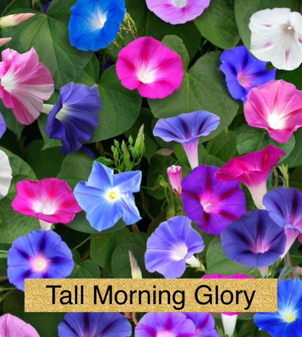 30+ SEEDS-MIX COLOR TALL MORNING GLORY SEED BUY2Get1FREE(Add2incart)