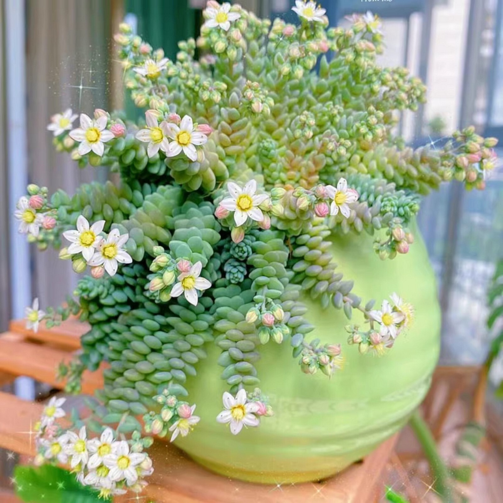 200 pcs Rare High-End Succulent Seeds – Sedum Dasyphyllum ‘Major’