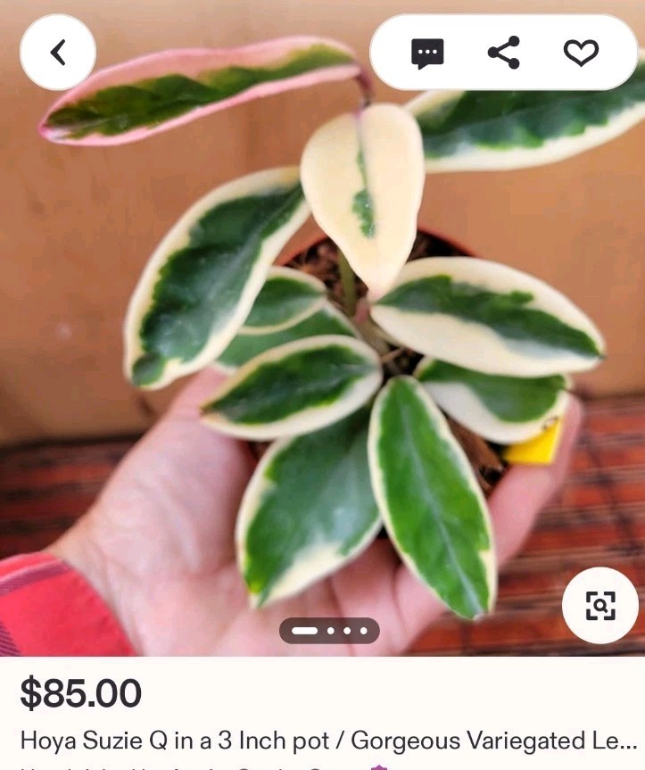 Rare Hoya Suzie Q Hybrid 8″ Tall Not Monstera Philodendron Aroid Anthurium