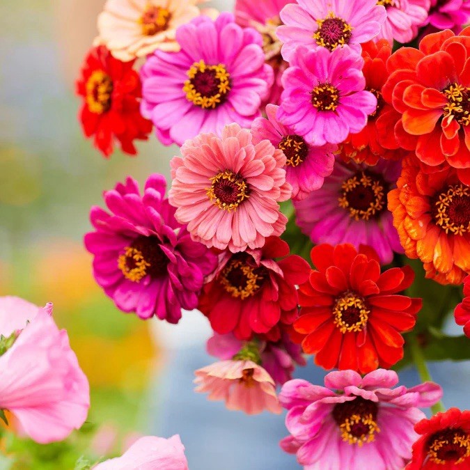 DAHLIA FLOWERED ZINNIA SEED MIX (Zinnia elegans) – 110 Seeds , USA SELLER