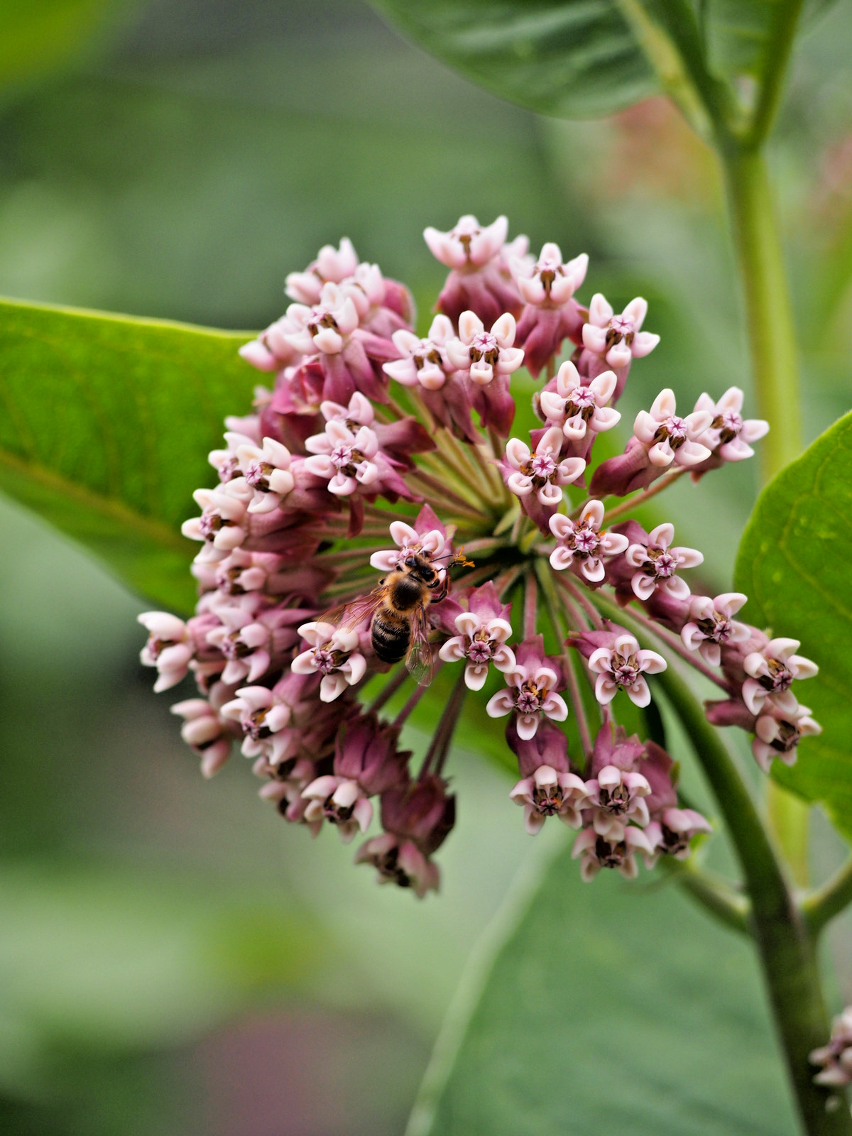 2000 ASCLEPIAS SYRIACA Seeds (Common Milkweed) Perennial Pollinator Flowers
