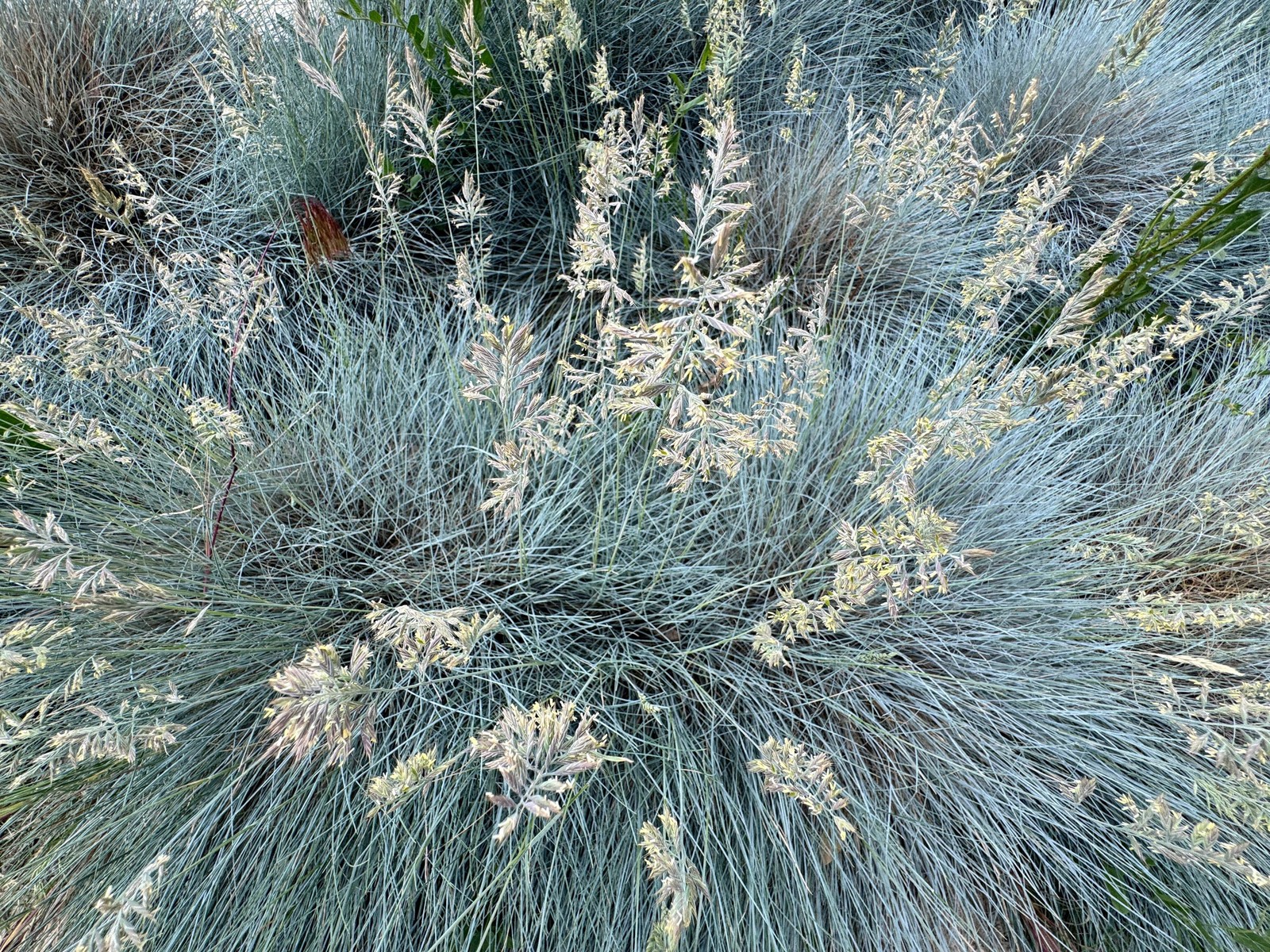 100 BLUE Sheeps FESCUE GRASS Fesnea Ovina Glauca Cinerea Seeds