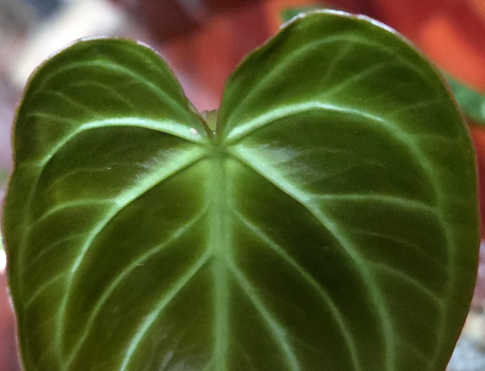 Rare XL Anthurium Dorayaki X Silver Blush 21″ Tall Not Philodendron Monstera