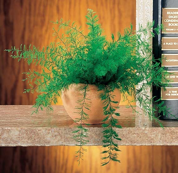 Mysterious Air Fern®