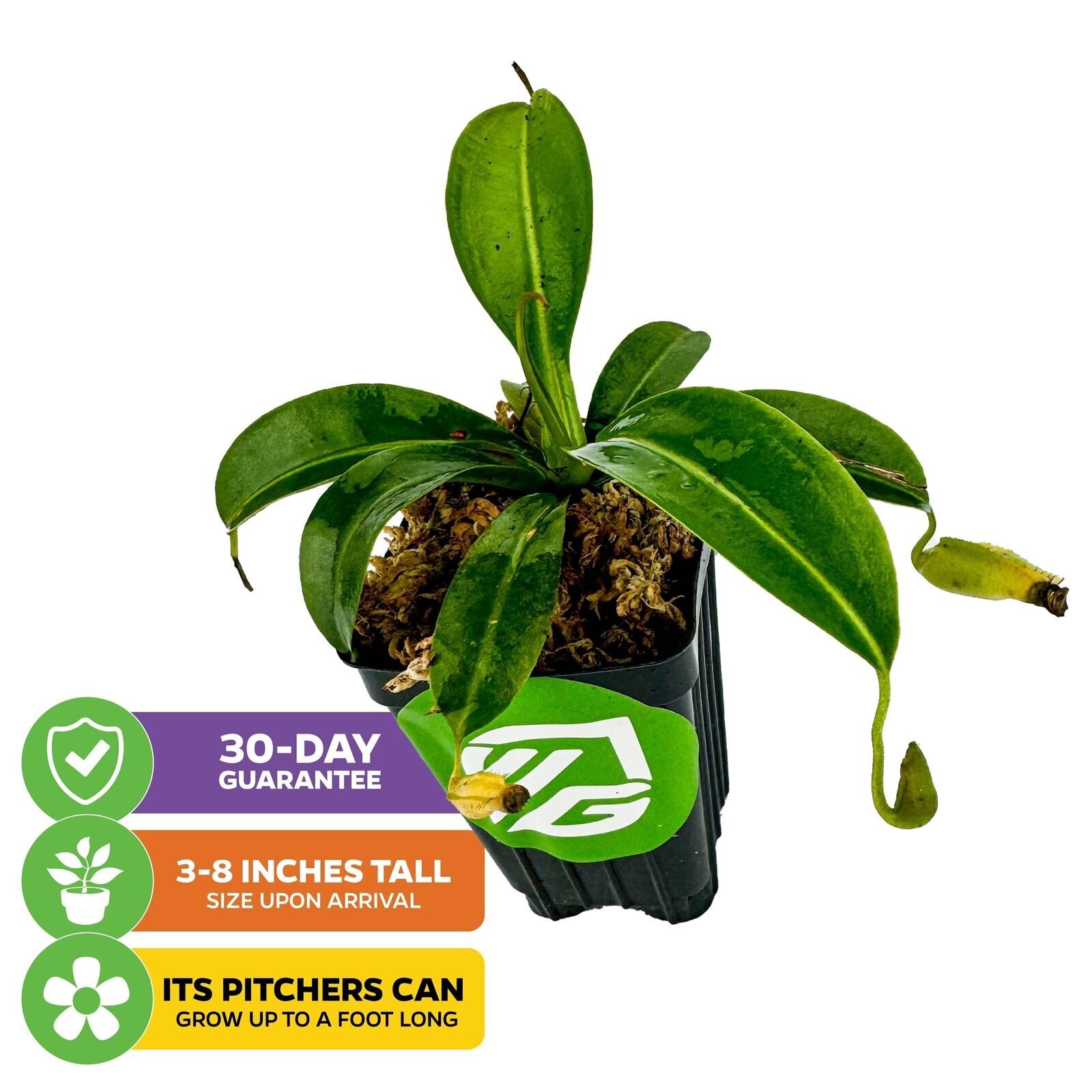 Miranda Carnivorous Pitcher Plant – Nepenthes miranda