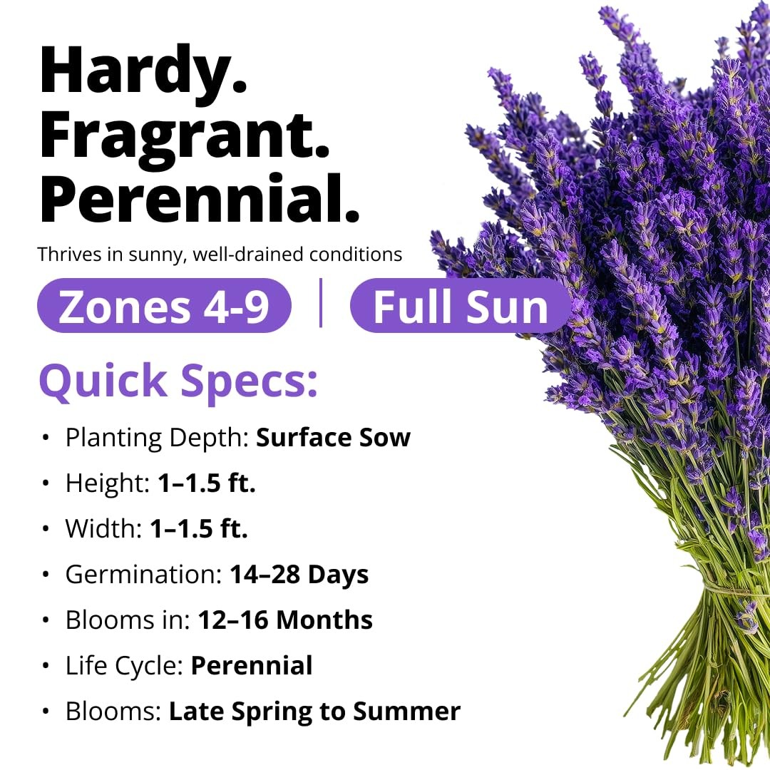 HOME GROWN Non GMO English Lavender Seeds 3,000+ Wildflower 2-Pack, Purple