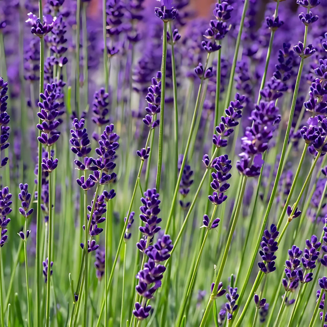 Fresh Premium Lavender Seeds | Vera | Herb | Heirloom Non-GMO | Herb Seeds