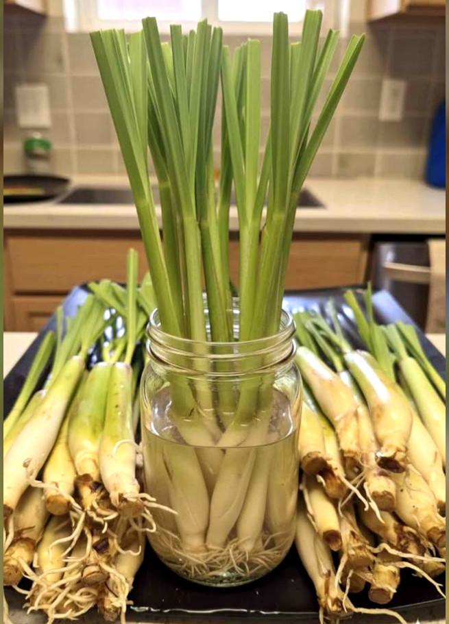 20 LEMONGRASS Stalks READY TO PLANT Fast Growing, Mosquito Repellent, Landscape