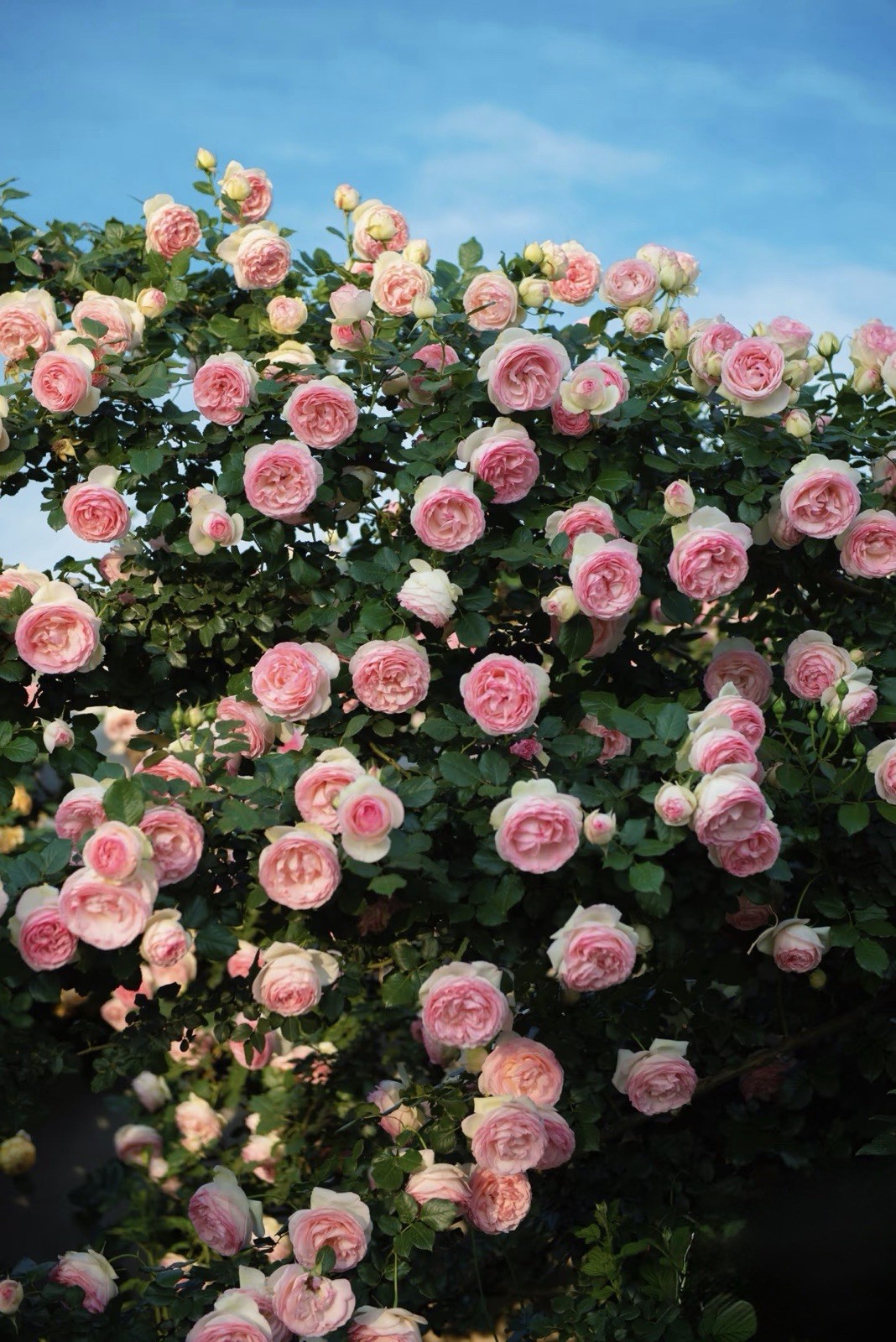 Beautiful Eden climbing rose