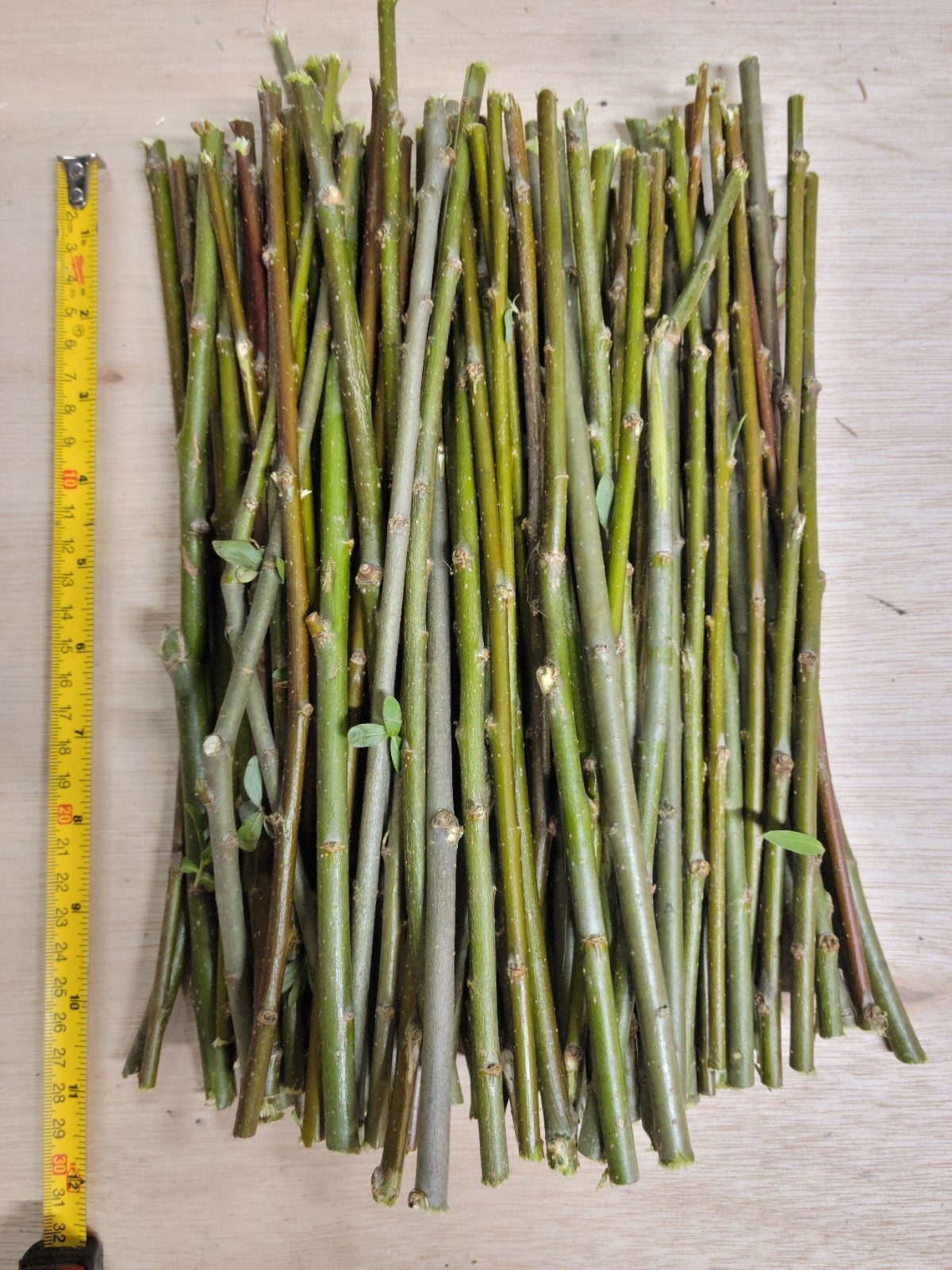 100 Thin Hybrid Willow Cuttings Pencil Size or Smaller BEST WILLOW DEALS ON EBAY