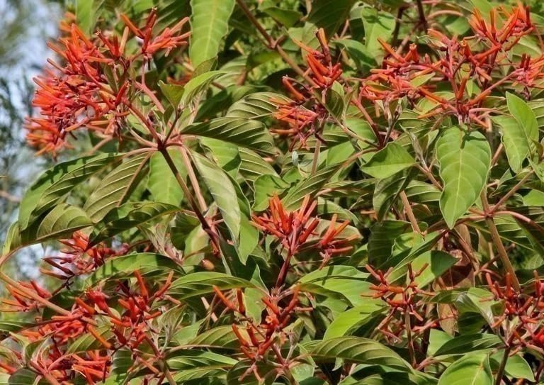 Firebush Dwarf | Quart | Hamelia patens | Low Maintenance | Hardy