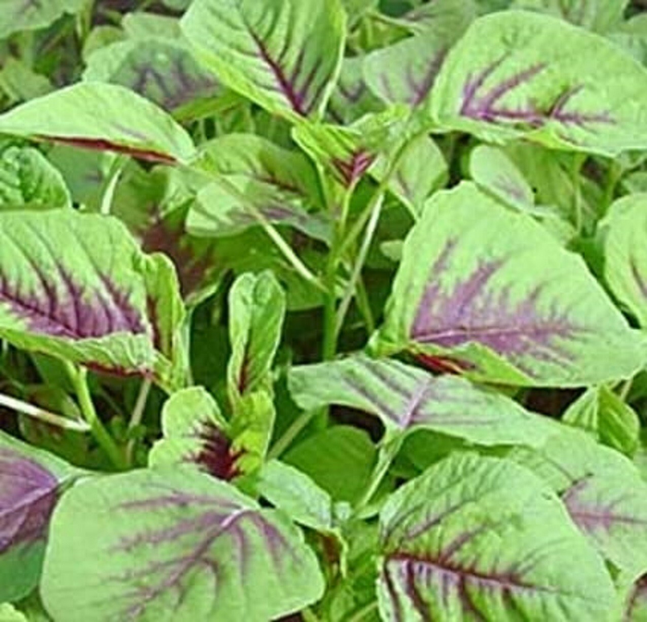 350+ Red Amaranth Seeds, Chinese Spinach Seeds (Amaranth, Yin Cho or Callaloo)