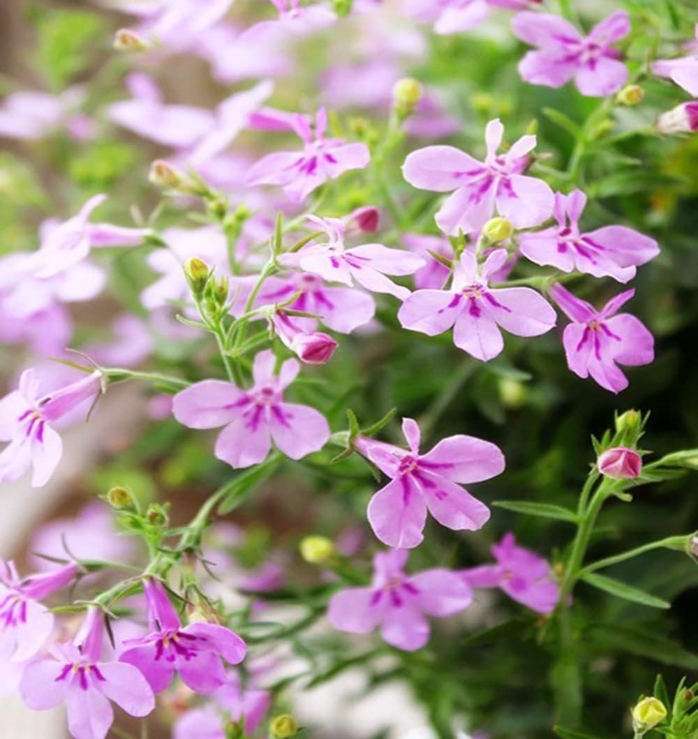 Attract Pollinators with 1000+ Mixed Creeping Thyme Seeds for Easy Planting