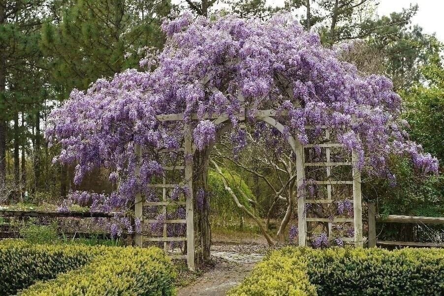 Wisteria | 2 Inch | Wisteria frutescens | Climbing Vine | Purple Flowers | Tree