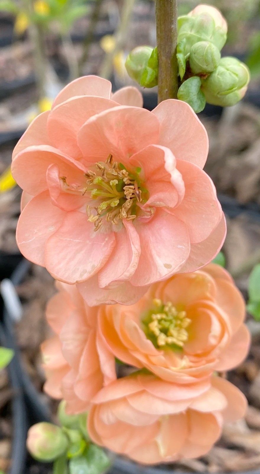 Chaenomeles Cameo Japanese Flowering Quince Pre Bonsai Dwarf Shohin Flowers
