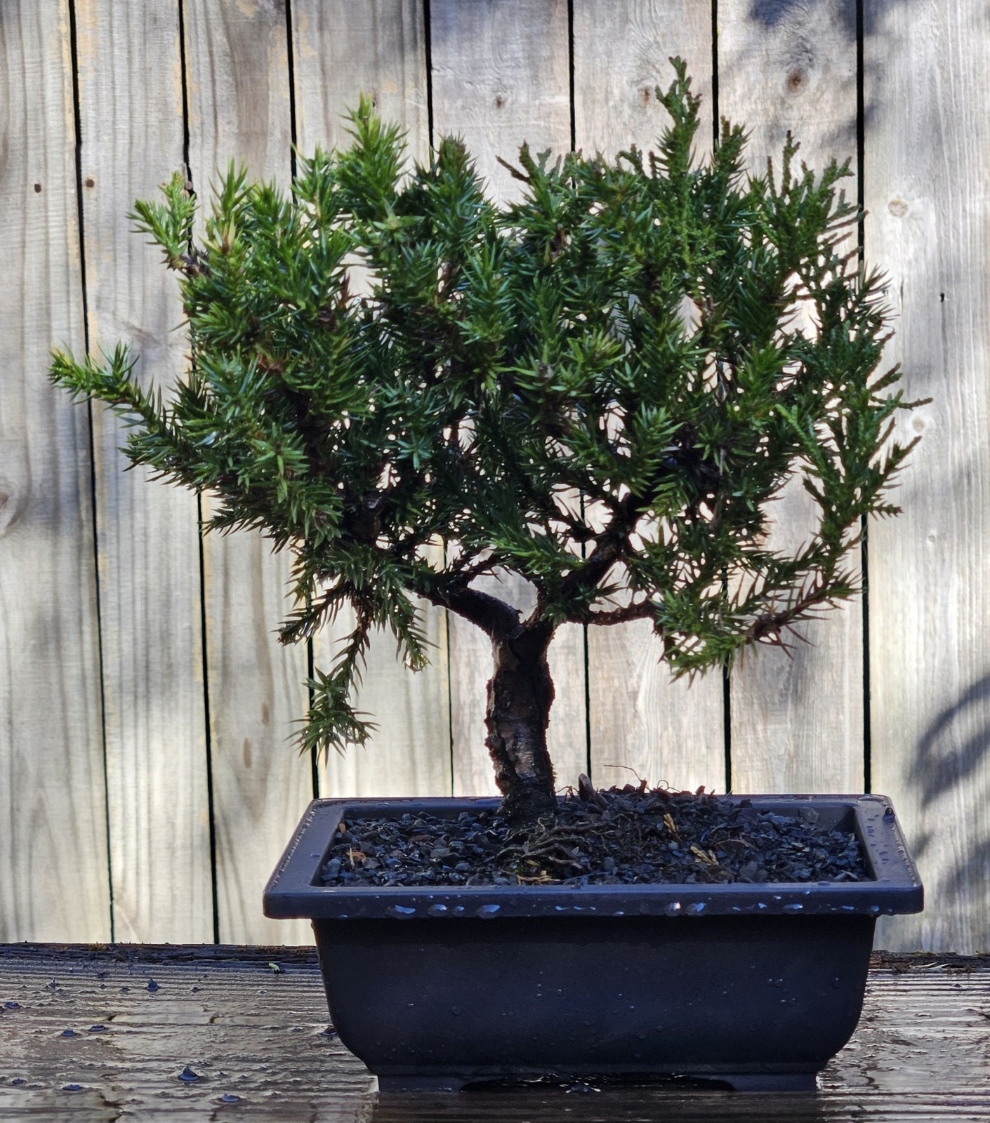 Juniper squamata Expansa Parsonii Bonsai In 6 Inch Black Rectangular Plastic Pot