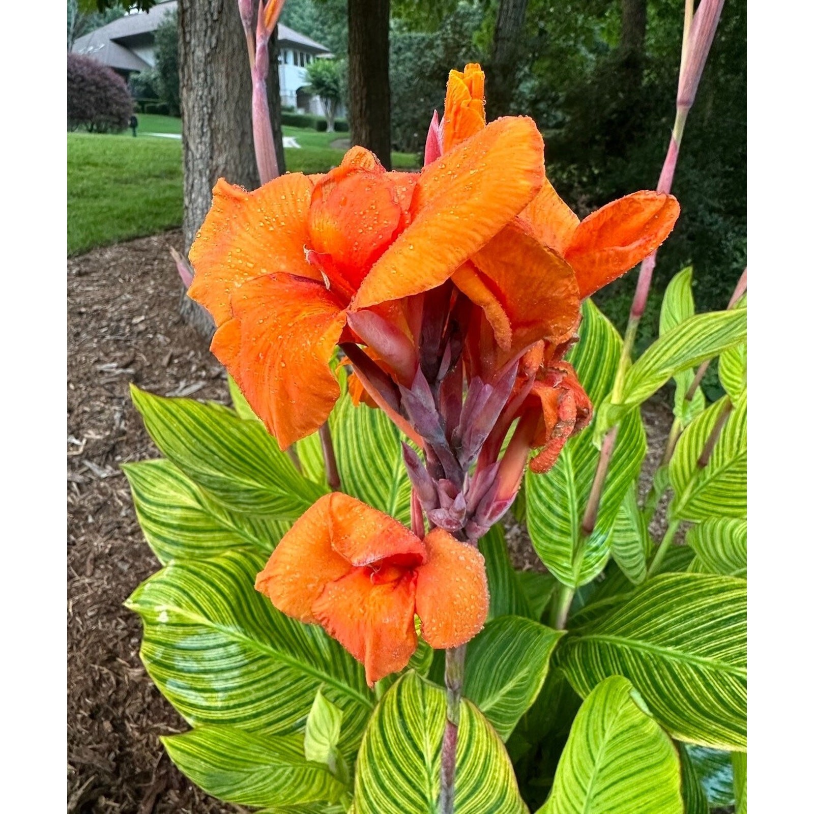 Canna Lily Tropicanna Phasion Bulbs Orange Flowering Baring Root For Planting 1