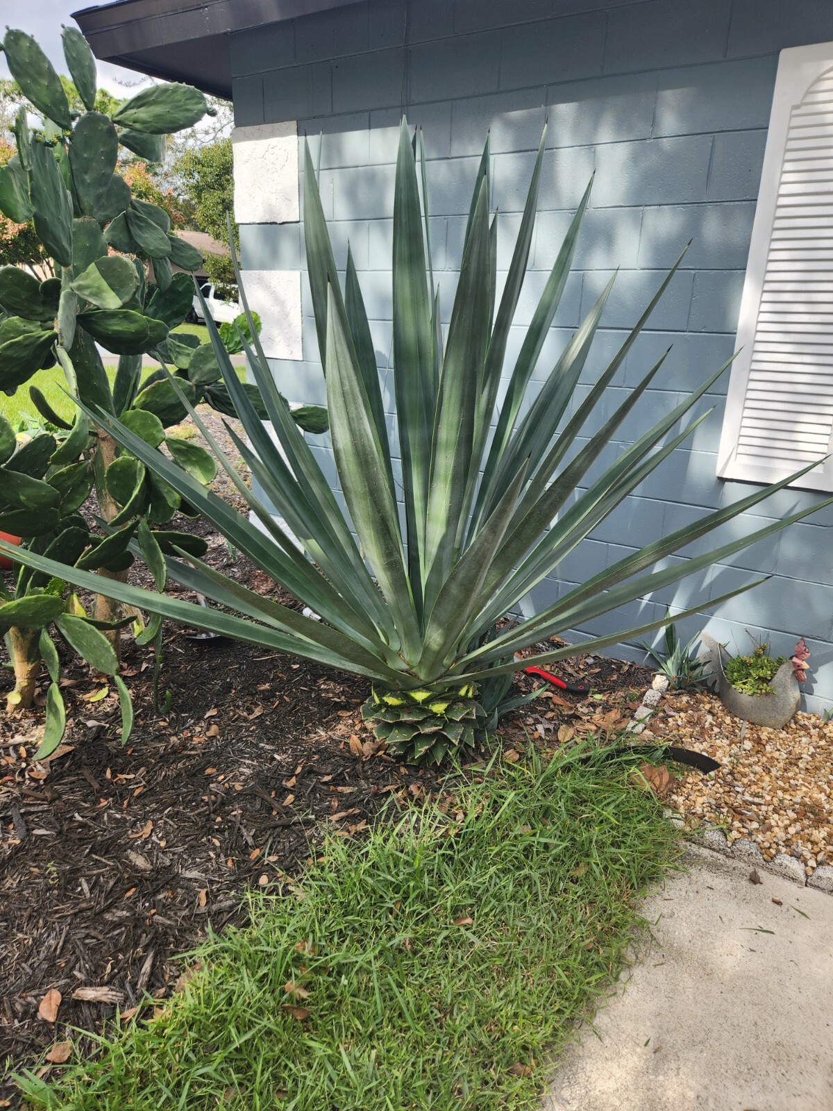 18-20″ Tall Fully rooted Sisal Agave – Agave Sisalana Live Plant