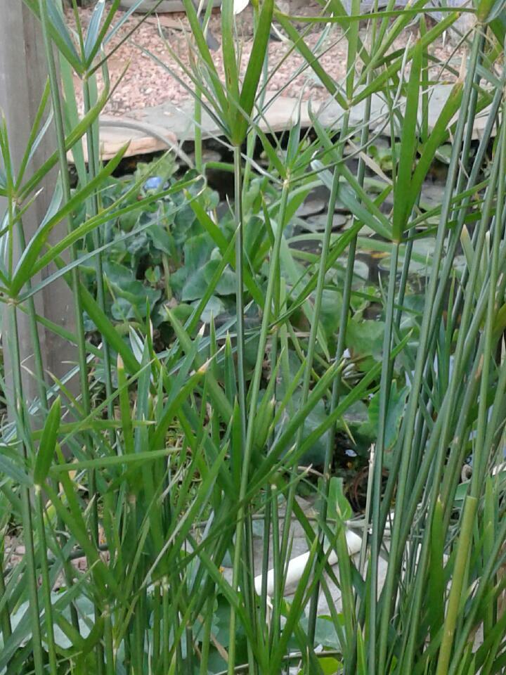 SALE Today ! 6 Varieties Of Pond Plants Marginal floating