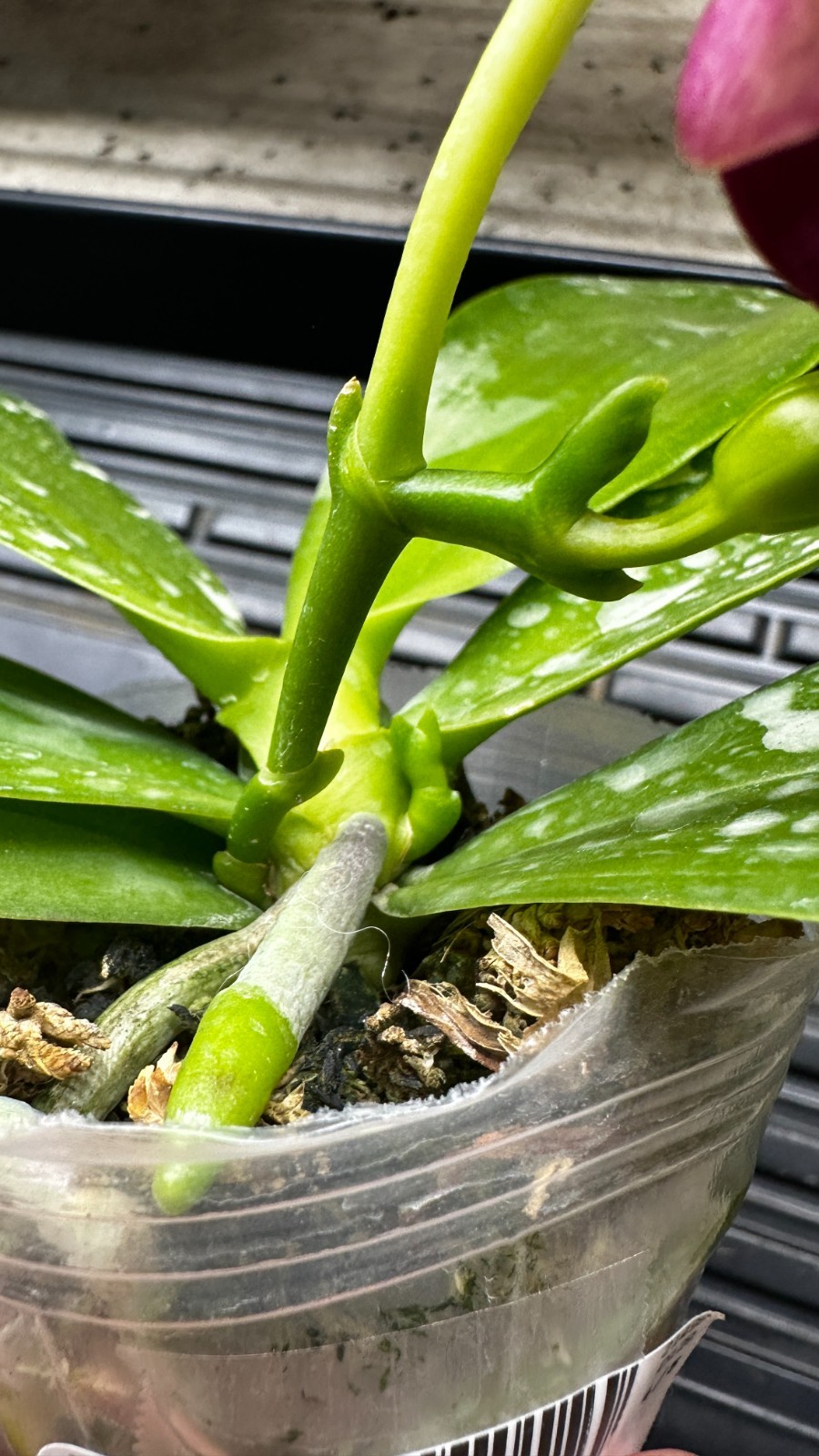 Phalaenopsis Yaphon Bear Sir ‘634’ [IN SPIKE]