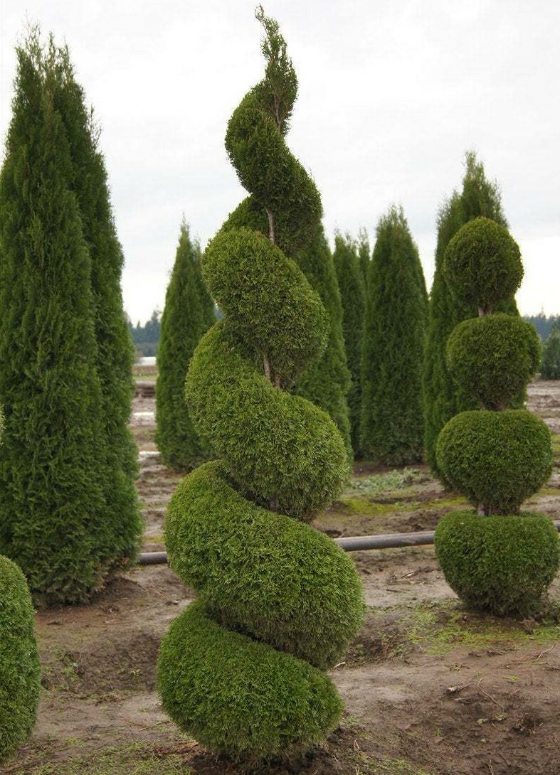 3 Emerald Green Arborvitae Trees/Shrubs – 6-12″ Tall Live Plants – 2.5″ Pots