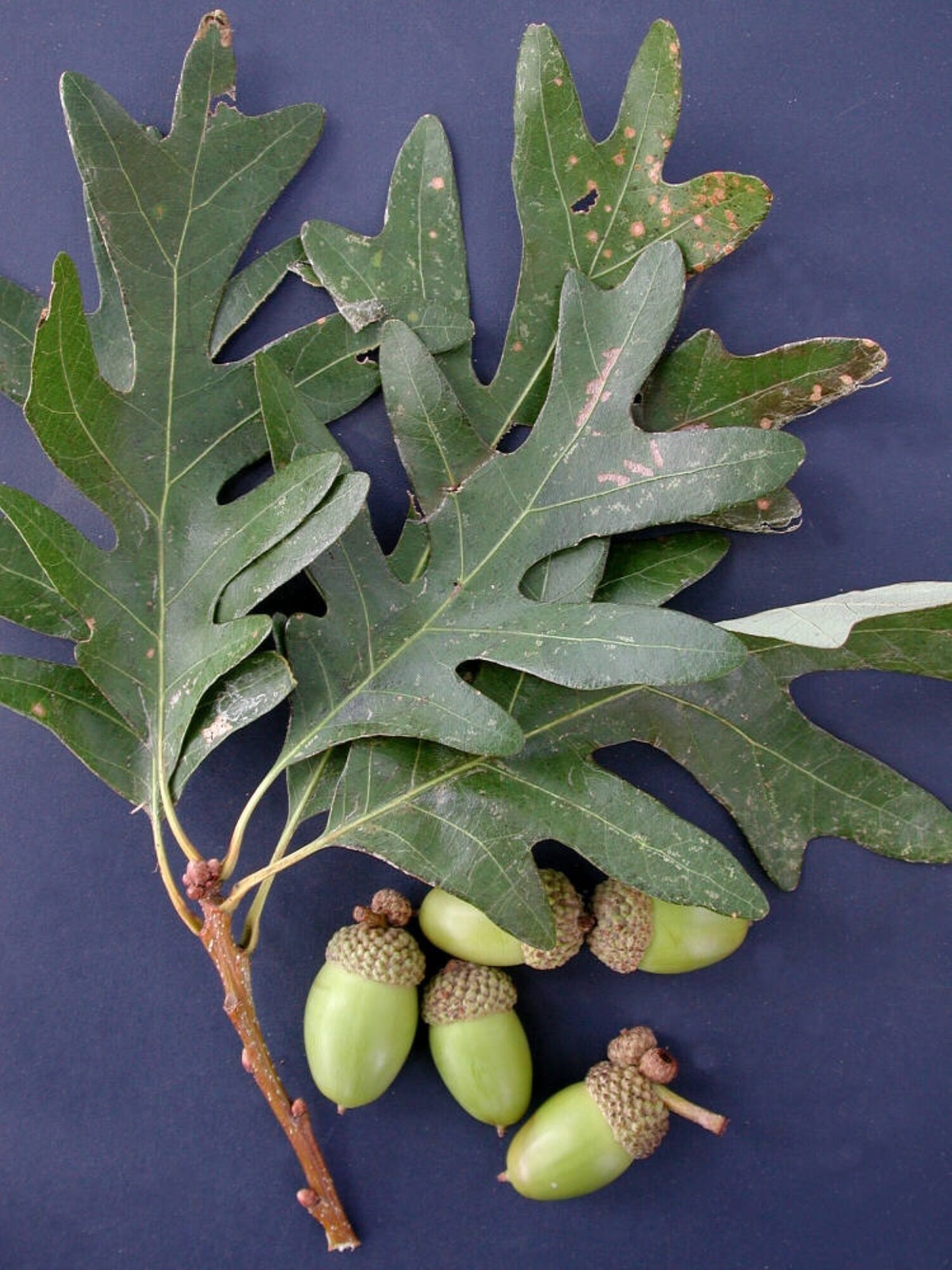 6 Plants Quercus robur Fastigiata , Columnar English Oak, 1 year old