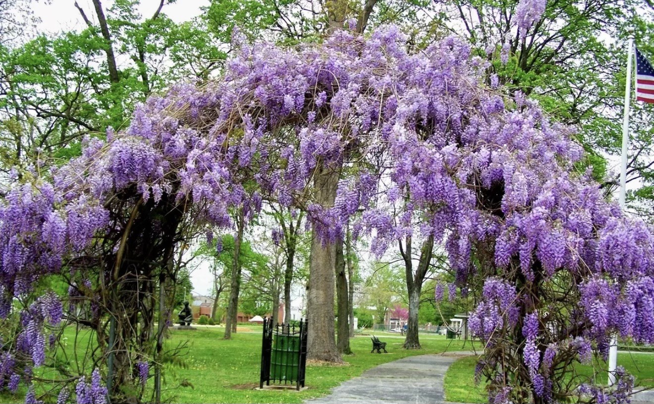 Amethyst Falls Wisteria Vine – Starter Plant ( 5L ) ( 1 live plant )