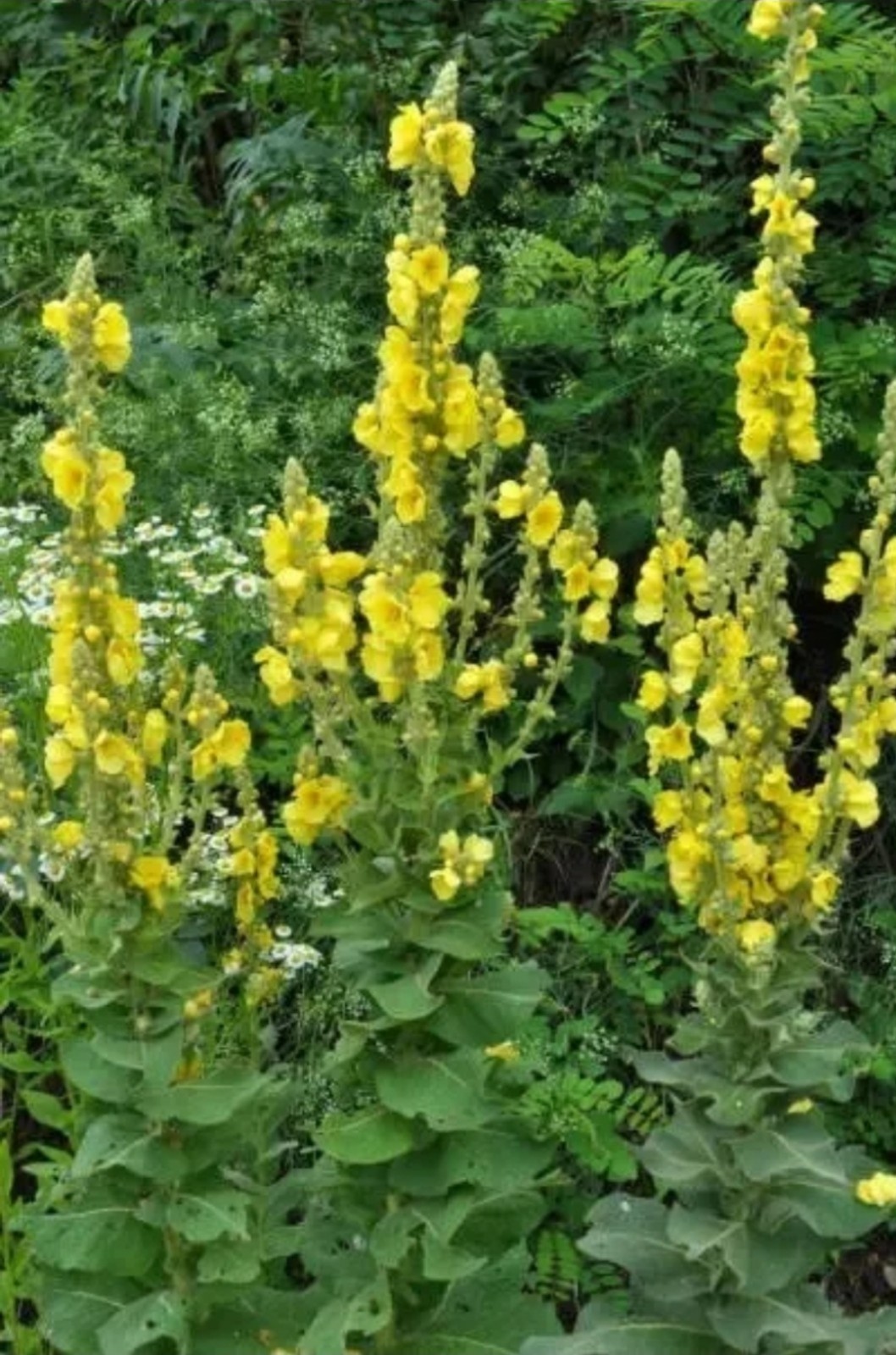 Mullein (Verbascum Thapsus) Seeds Organically Grown, 100+ Count