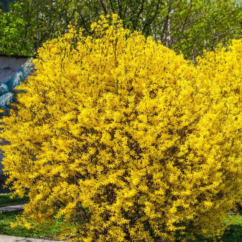 Lynwood Gold Forsythia Plants Live 6-12 Inch Tall, Yellow Bush in Pot