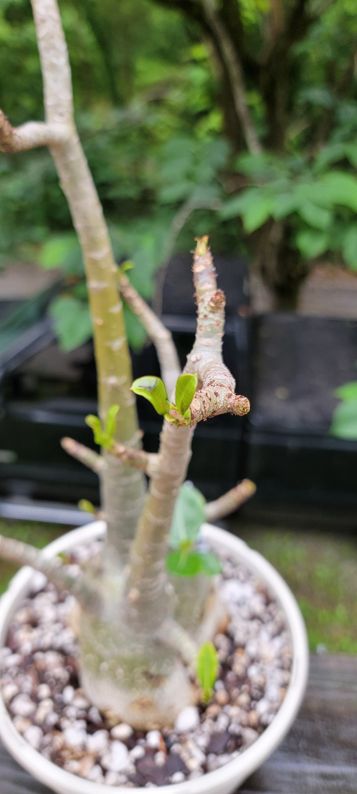 Adenium DOHFARENSE SUPERFAT Caudiciform 3 EXACTPlants 100%USAgrown RAREUncommon