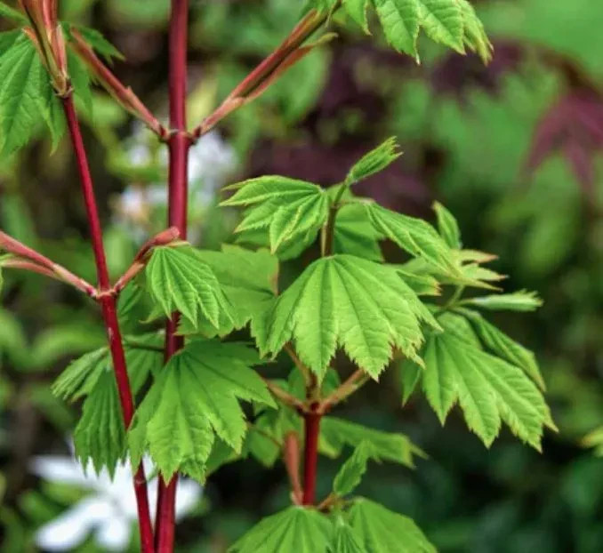 Acer circinatum ‘Pacific Fire’ #1 Container Size
