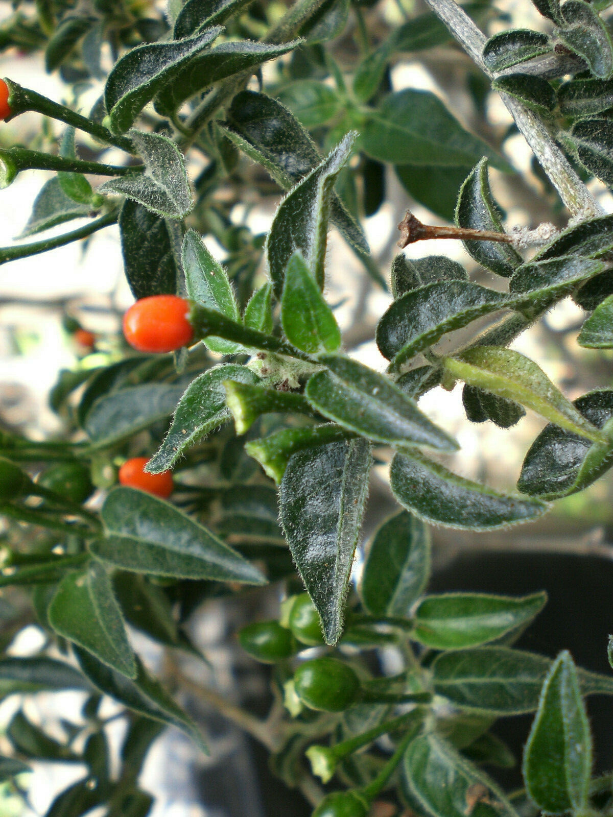 1000 seeds, semillas Chiltepin  PEQUIN Wild ChilE PepperS,PETIN,BRIGHT RED