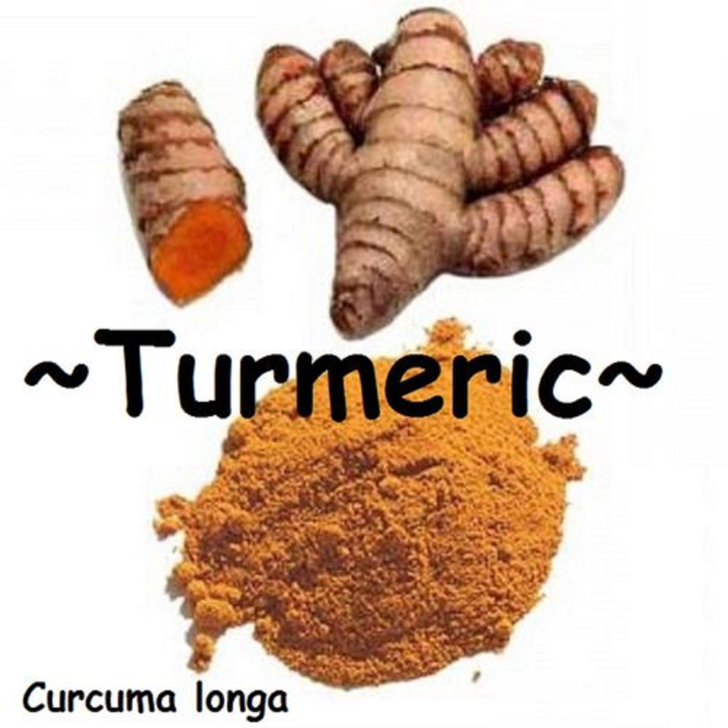 10PC SPICE TUMERIC ROOTS FOR PLANT CURCUMA LONGA ARTHRITIS PAIN MAKE TEA COOKING