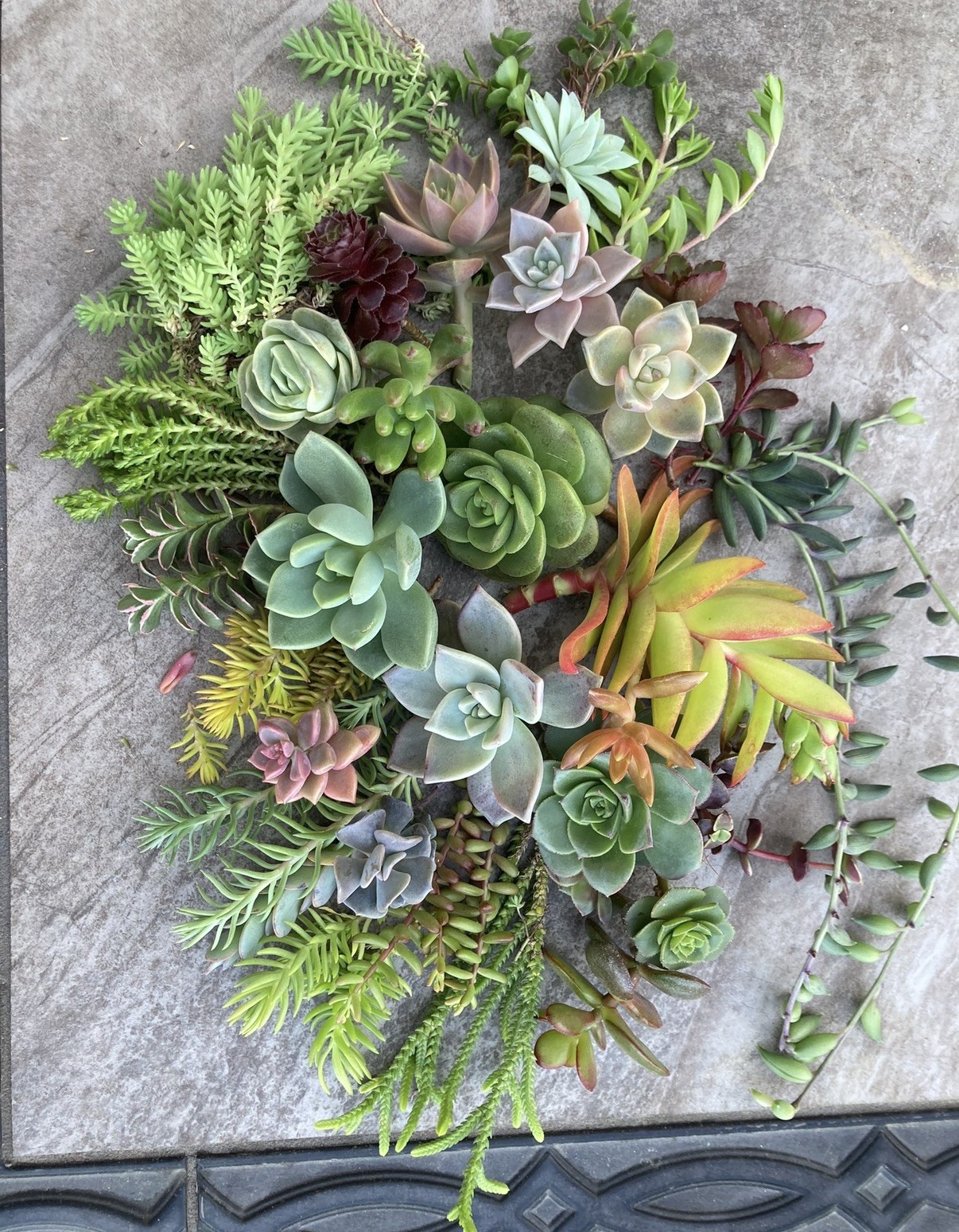 20+ Succulent Cuttings with 10 Different Varieties