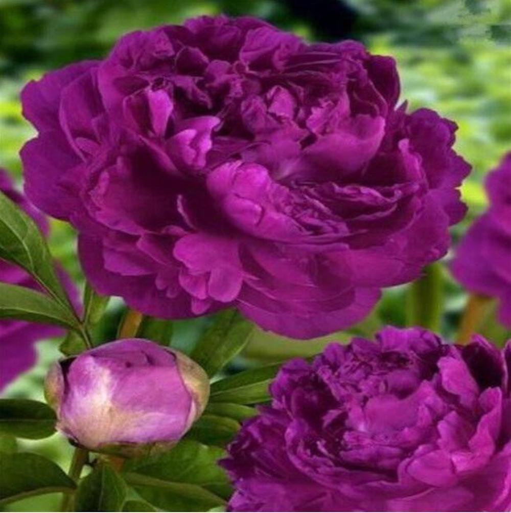 (10) PEONIES SEEDS rare exotic flower home blossom garden USA SELLER W/TRACKING