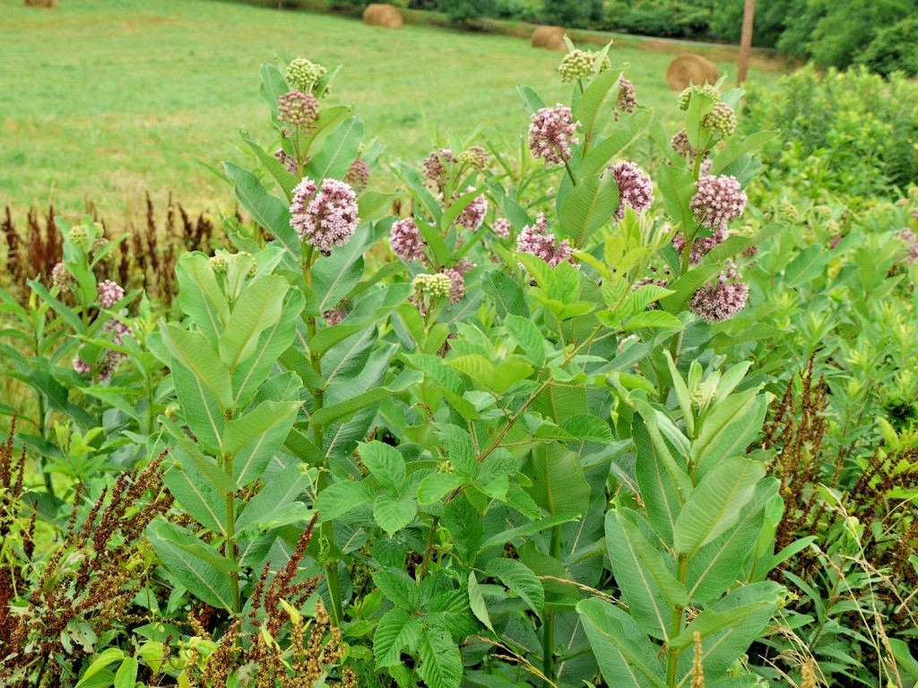 51+COMMON MILKWEED Seeds Native Wildflower Container Flower Garden Heat Cold