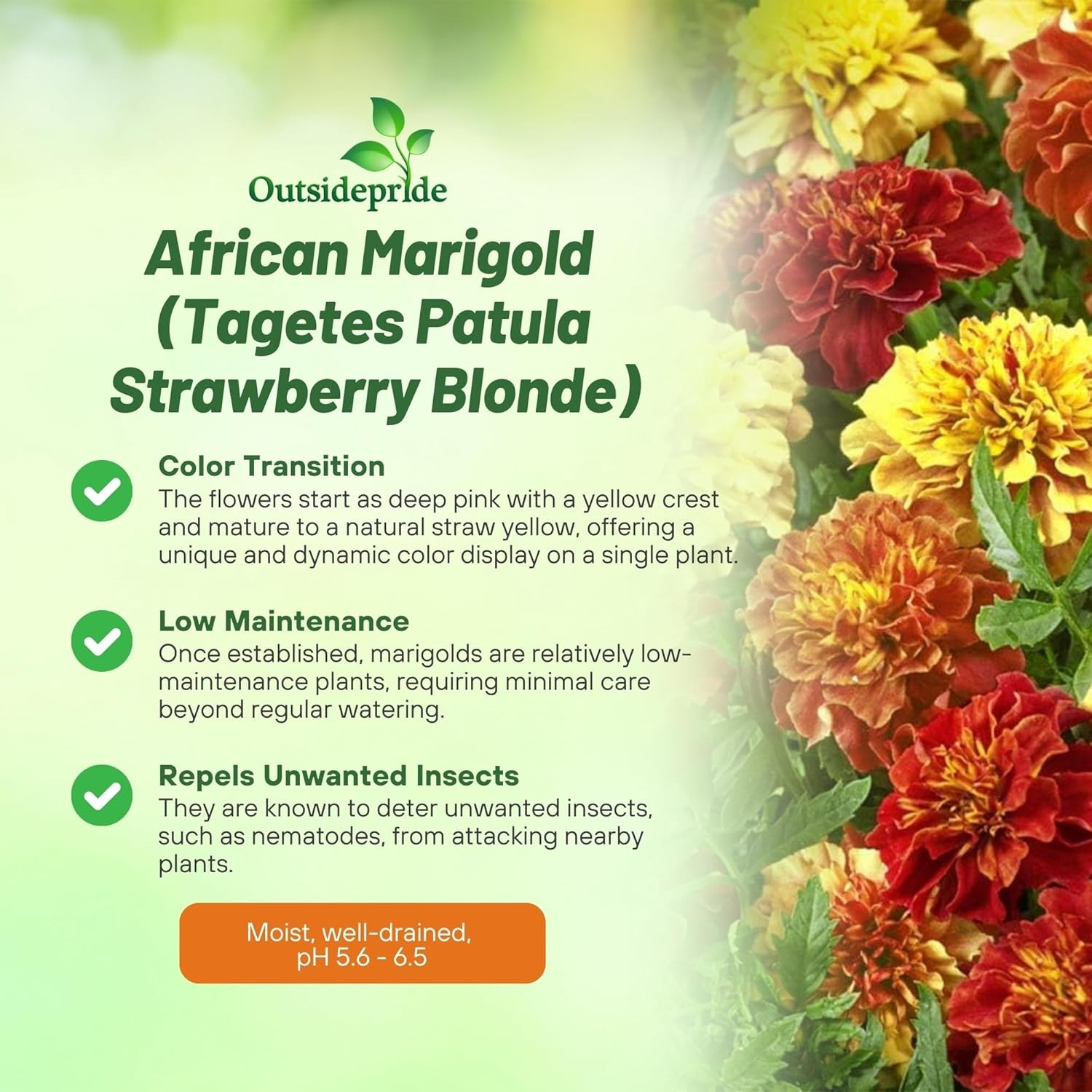 100 Seeds French Marigold Flower Seeds – Tagetes Patula Strawberry Blonde