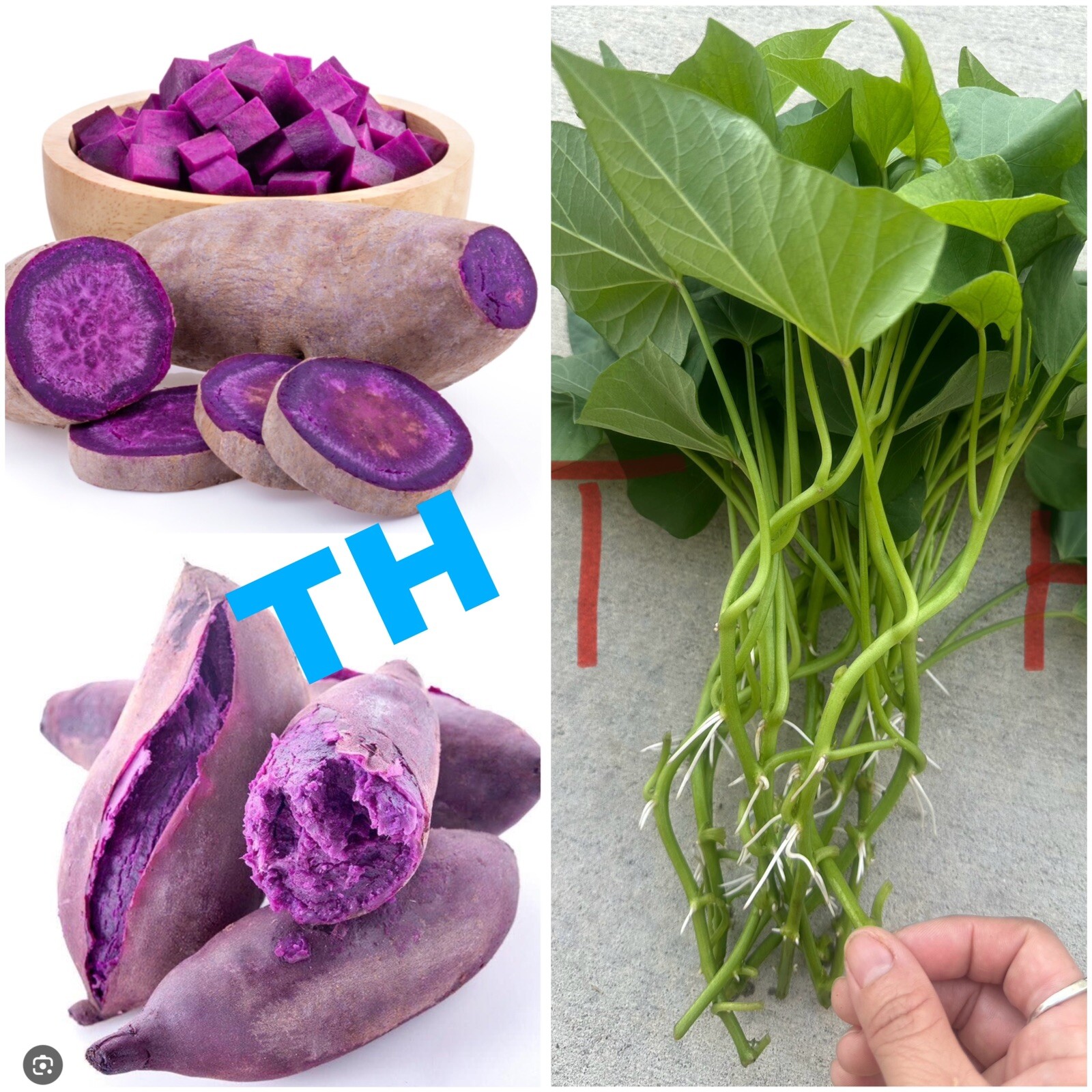 10Purple Sweet potato Slips – Cuttings Sweet Potato Plants / Khoai Lang Tím