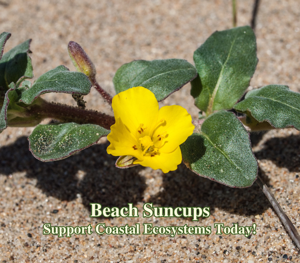 California Coastal Wildflower Seed Mix for Native Seaside Pollinator Gardens