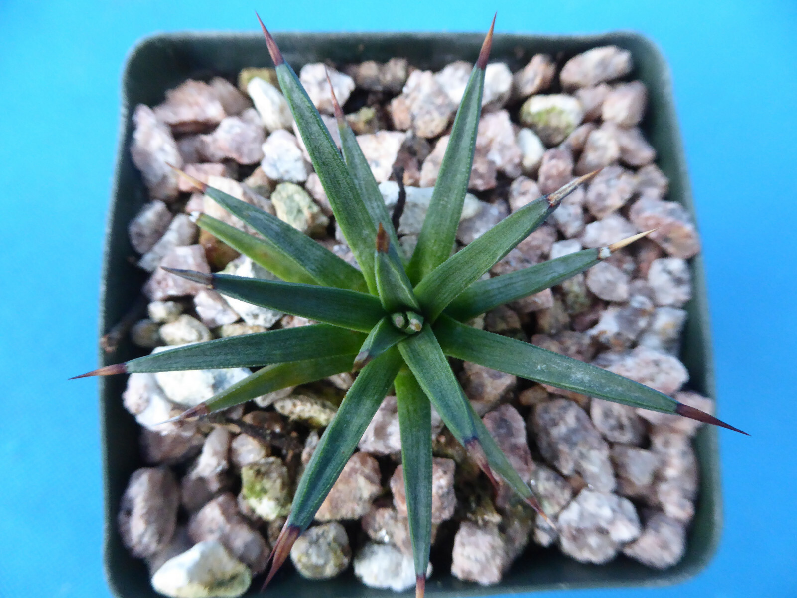 Agave albopilosa Seedling Plants VERY RARE Agave! 4+ Years Old! 2″-3″ Wide