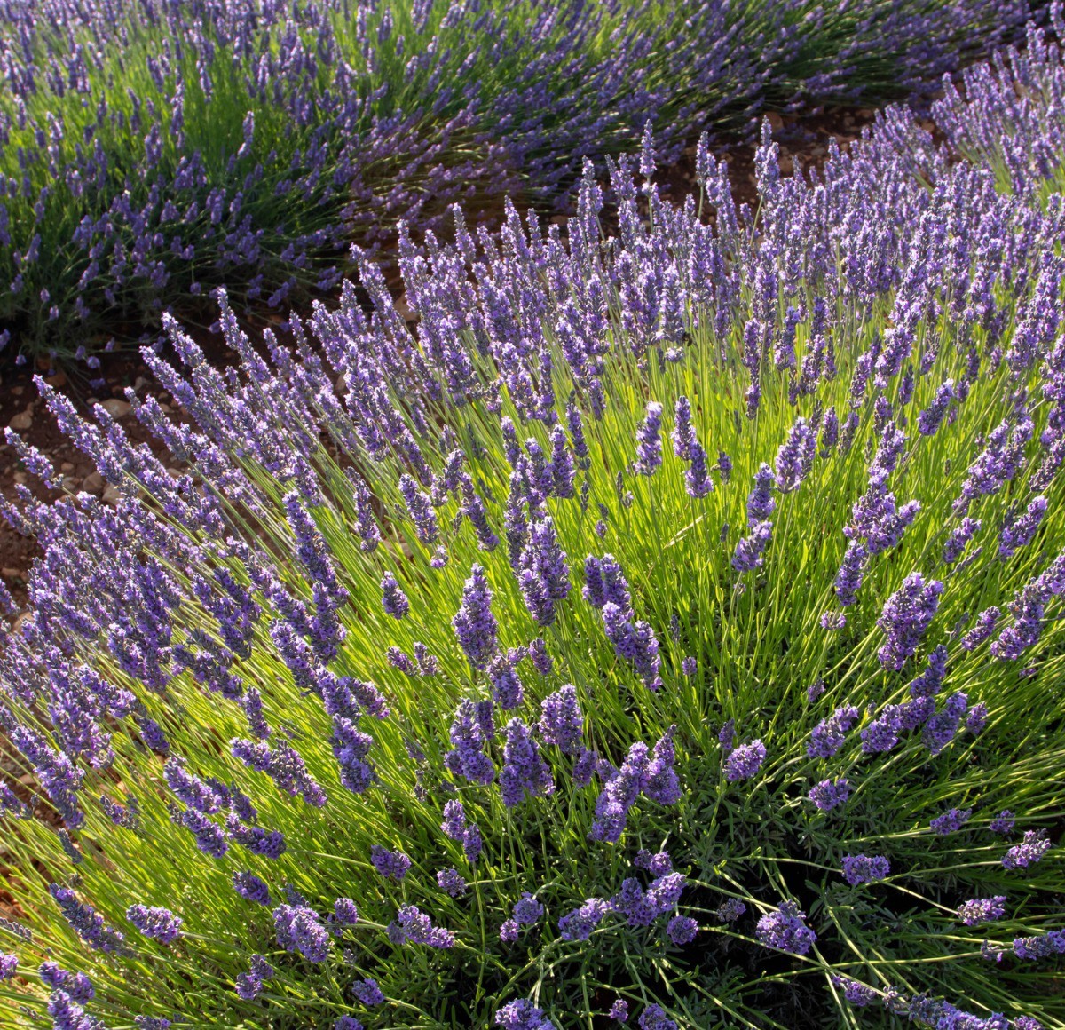 200+ PNW Spanish “Butterfly” Lavandar * Seeds Only * Small Batch Organic