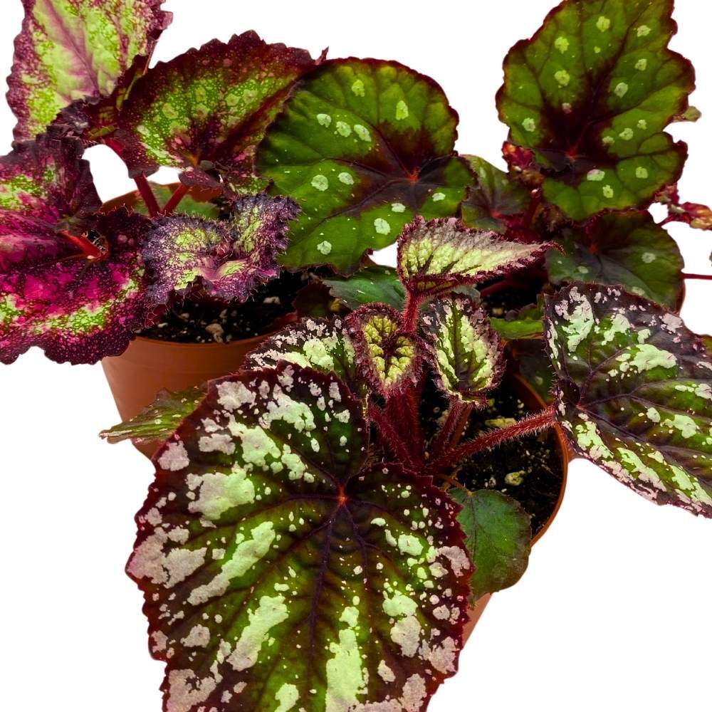 Harmony’s Purple and Green Begonia Assortment 4 inch Set of 3 Harmony Hybrids Sp