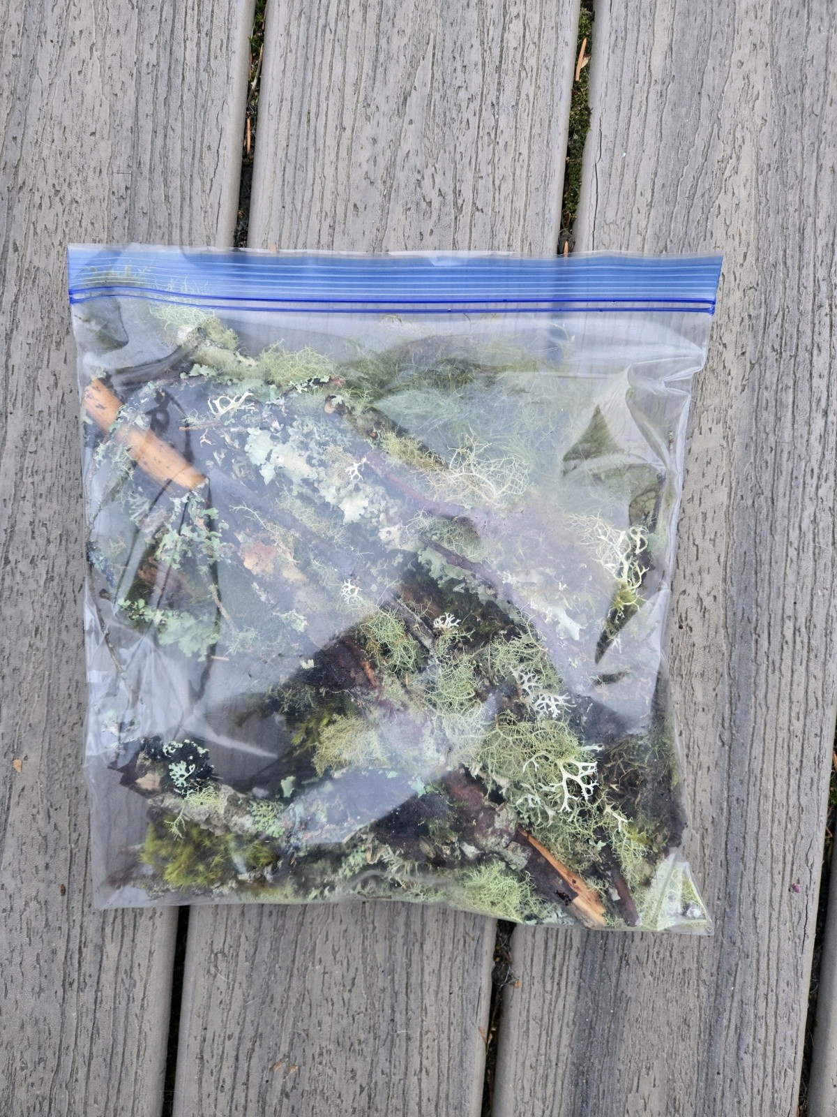 Live Moss & Lichen Sticks,Bark Pieces,Twigs~Fairy Garden,Terrarium,Isopods