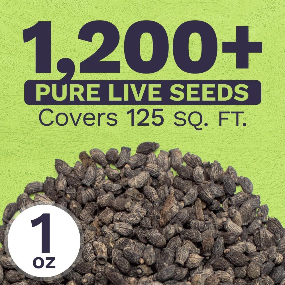 Borage Seeds – Extra Large Packet – Over 1200 Open Pollinated Non-GMO Wildflo…
