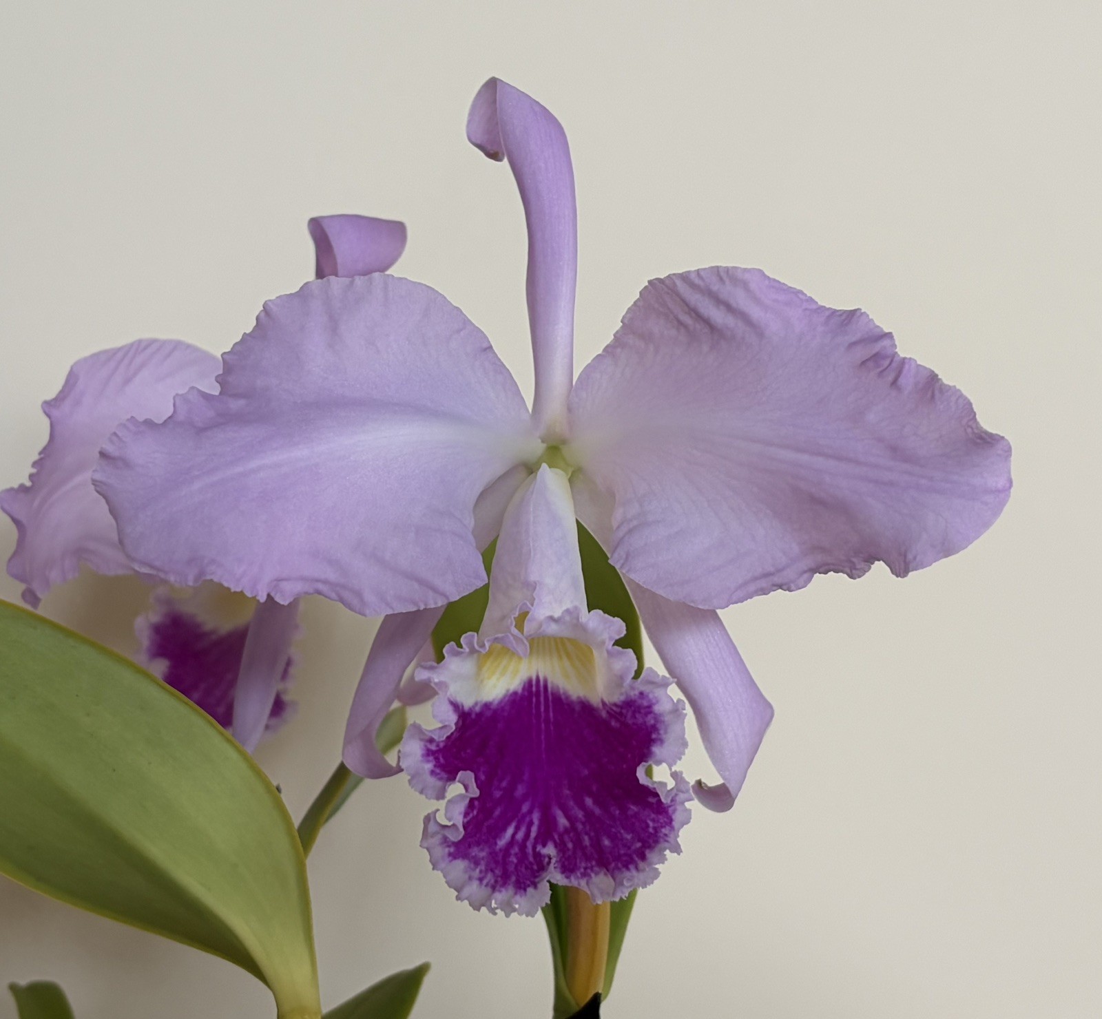 Cattleya warneri FRAGANT large-flowered spring-blooming orchid species MATURE