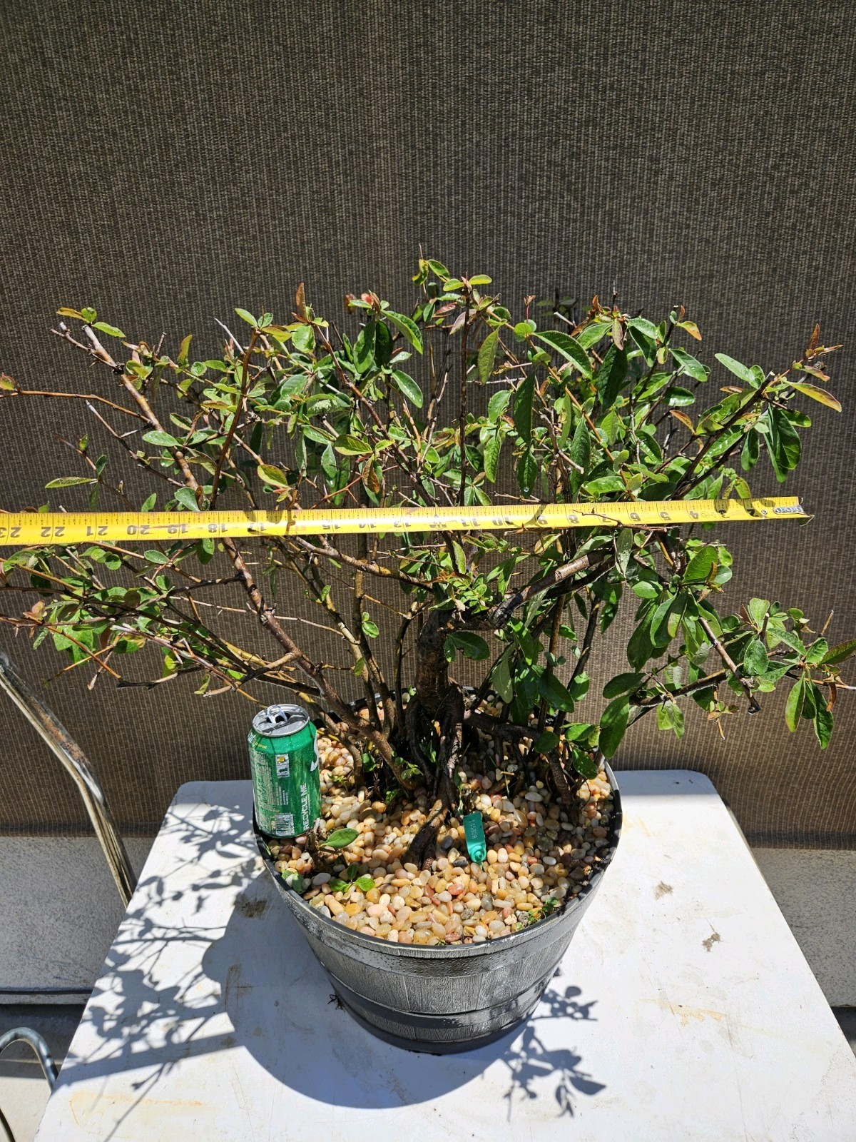 Old Japanese Flowering Quince ( Toyo- Nishiki -Quince ) Bonsai Tree,,, SALE