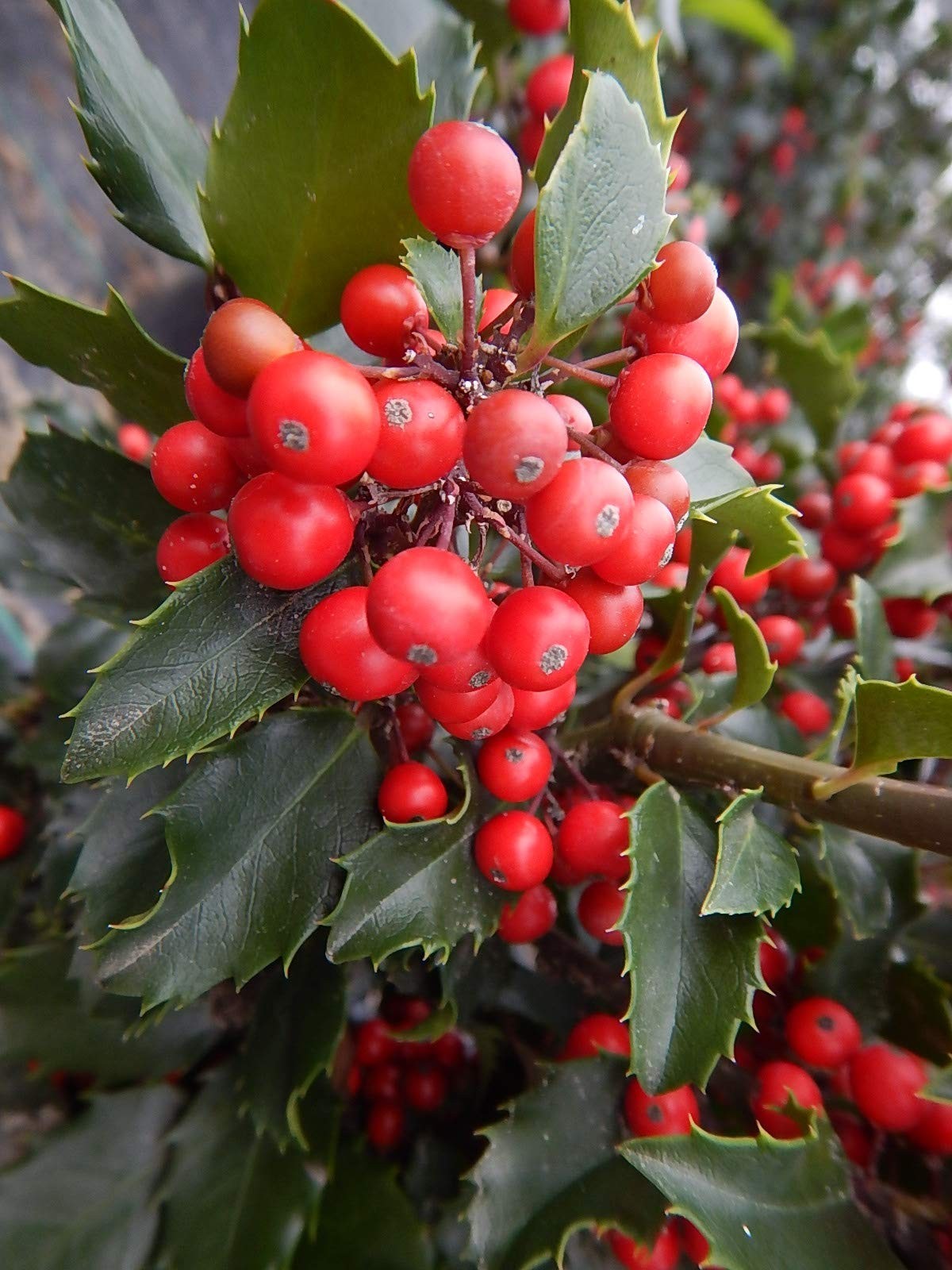 Evergreen Ilex X Meserveae ‘Berryific’ Holly Plant – Male/Female, 2-Size Contain