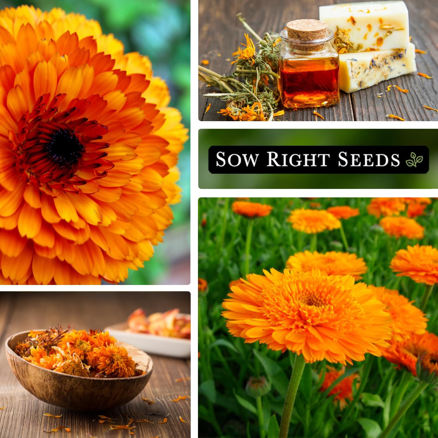 Sow Right Seeds – Ball’s Orange Calendula for Planting – Non-GMO
