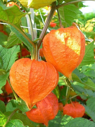 CHINESE LANTERN * PHYSALIS * ORANGE _RED LANTERN * EZ GROWER * DRIED ARRAINGEMEN