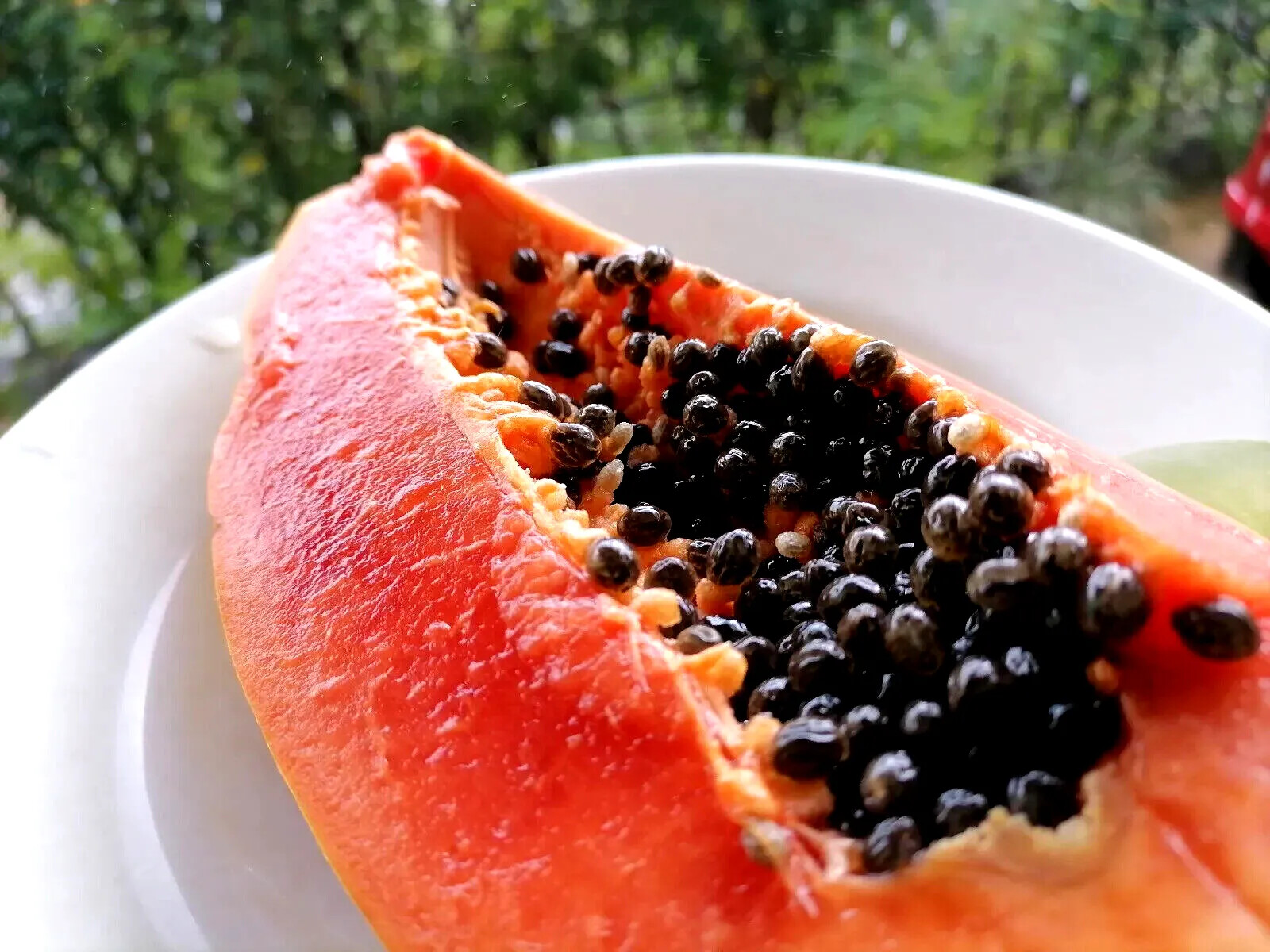 20 “DWARF SOLO WAIMANALO” (Carica Papaya) Fruit Tree Seeds Fast Houseplant